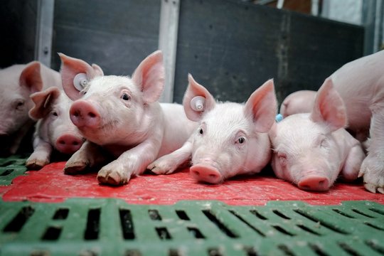 Schweinezucht - Saugferkel liegen im beheizten Ferkelnest