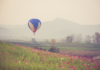 Fototapeta premium hot air balloon and cosmos flowers field with sunset.