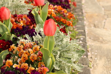 チューリップの花