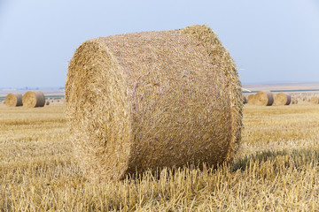 haystacks in a field of straw  