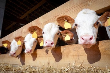 Plakaty  Cztery młode byki czekają na jedzenie