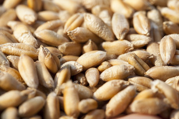 wheat, close up  