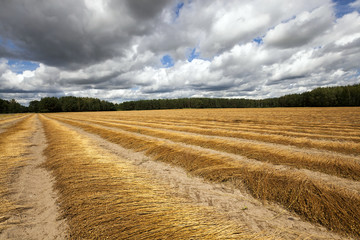 Agricultural field, flax 