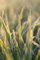 green wheat, frost 
