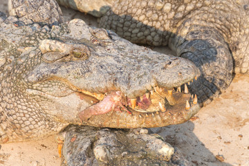 wildlife crocodile catches and eating a chicken