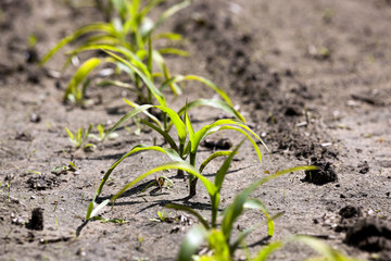 corn field. close-up  