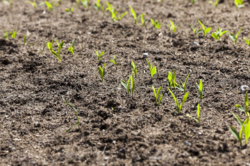 Field of green corn  
