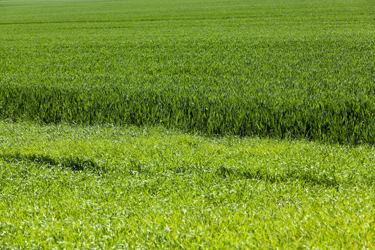 green field with cereal 