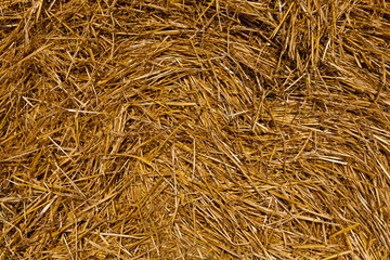 Field of cereal in the summer  
