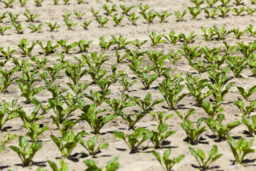 field with beetroot  