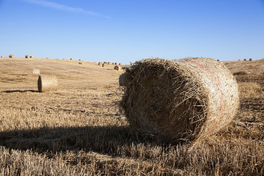 haystacks in a field of straw  