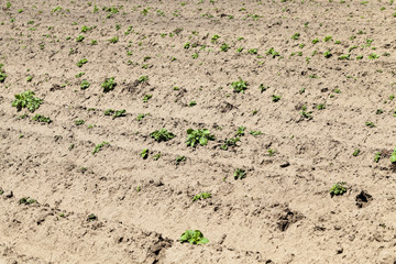 potato field, spring 