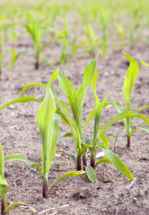 close up of corn  