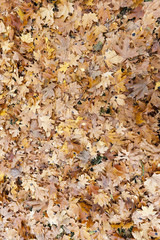 old autumn foliage  