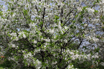 cherry tree