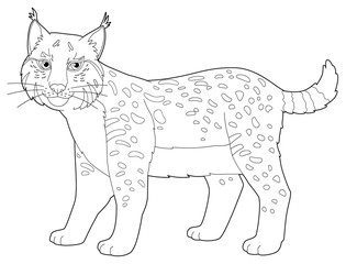 Cartoon animal - lynx - isolated - coloring page - illustration for children