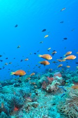 Naklejka na ściany i meble maldives anemonefish