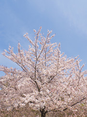 青空と桜