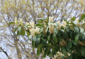 Ветка цветущая лавровишни (Prunus laurocerasus)
