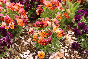 Obraz premium パンジーの花