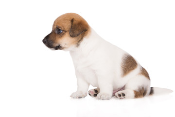 adorable jack russell terrier puppy on white