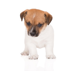 red and white jack russell terrier puppy standing on white