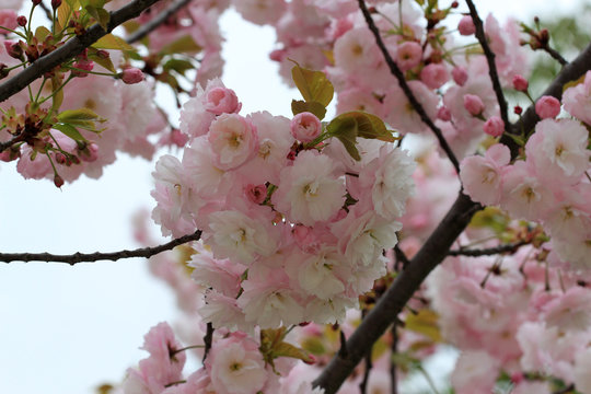 Цветы японской вишни 