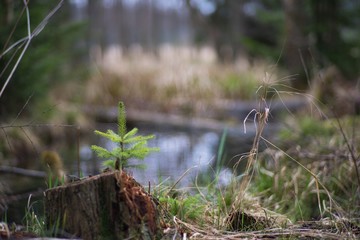 Naklejka na ściany i meble Detailed Picture of the young and small spruce tree growing on the old and rotten tree stump. Picture taken in the spring in wet swamp in the forest in the Czech Republic national park.