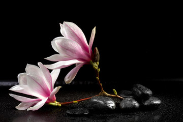 Naklejka premium Magnolia Flowers and zen stones on the black background