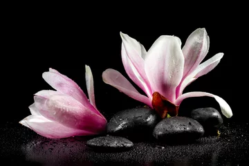 Fototapeten Magnolia Flowers and zen stones on the black background © g215