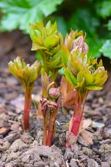 Papier peint photo Pivoines Pivoines du printemps    © laurent