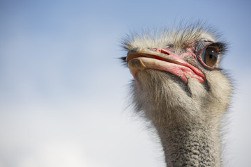ostrich face