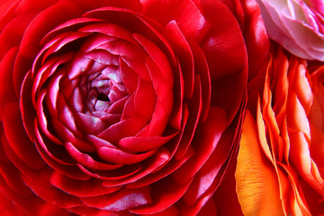 close up of red spring flowers. top view photo