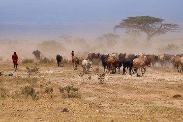 Fototapeta na wymiar Masai cows on african savannah