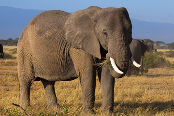 Fototapeta na wymiar Big elephants on african savannah in misty morning light