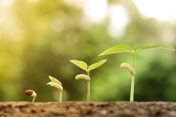 nurturing young baby plants growing in germination sequence on fertile soil with natural green background