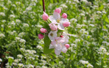 pink apple blossoms in april