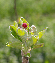 pink apple blossoms in april