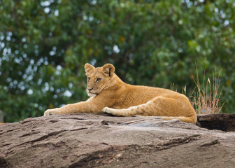 Beautiful lion on kenia savannah
