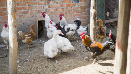 Cock and hens walking on rural yard