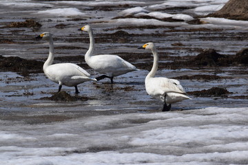 水田のオオハクチョウ