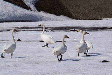 水田のオオハクチョウ