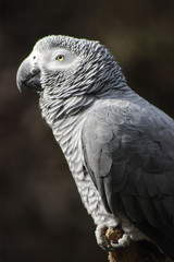 African Grey Parrot - Profile Close-up