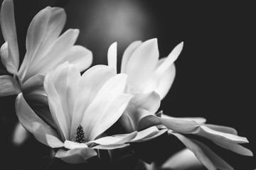 Obrazy na Szkle  kwiat magnolii na czarnym tle