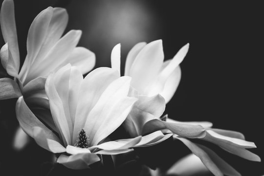 Fototapeta kwiat magnolii na czarnym tle