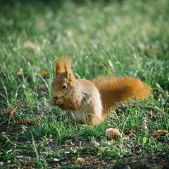 red squirrel in green park
