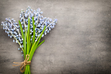 Bouquet of blue muscari on rustic gray background.