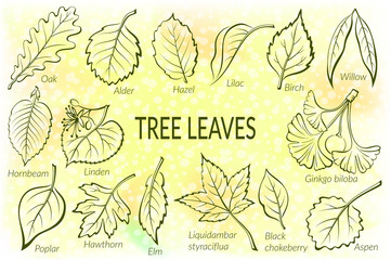 Pictograms Set, Tree Leaves, Oak, Willow, Liquidambar, Hawthorn, Poplar, Aspen, Hazel, Ginkgo Biloba, Elm, Birch, Alder, Linden, Hornbeam, Chokeberry and Lilac. Eps10, Contains Transparencies. Vector