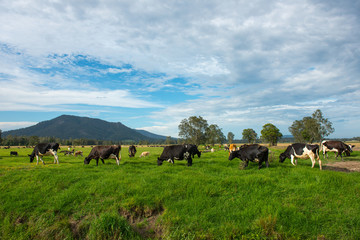 Cow in farm countryside of NSW