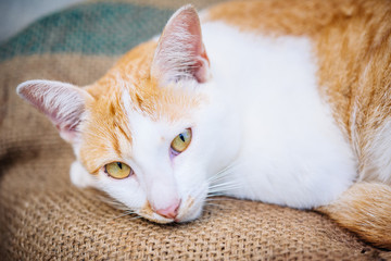 close up of face thai cat